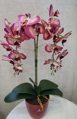  Royal Bordó Orchidea – Aranyos Elegancia