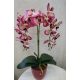  Royal Bordó Orchidea – Aranyos Elegancia