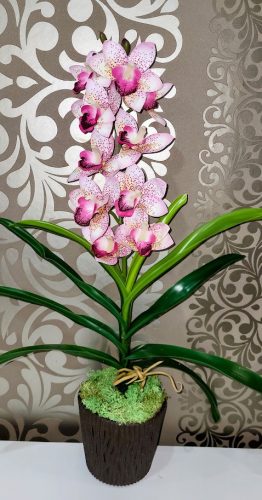 Cymbidium orchidea 1 szálas -magenta,pöttyös