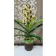 Cymbidium orchidea 1 szálas -sárga színű, barna középpel,narancssárga mintázattal