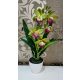 Cymbidium orchidea 1 szálas -zöld szirom,lila középpel