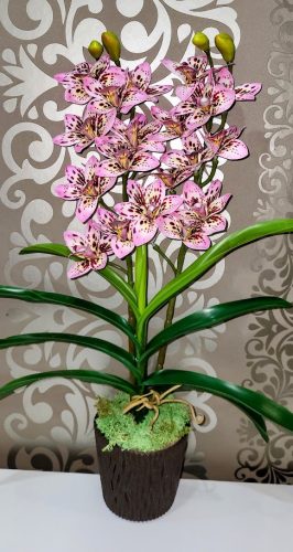 Cymbidium orchidea 2 szálas -halvány lila,pöttyös mintázattal