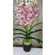 Cymbidium orchidea 2 szálas -halvány lila,pöttyös mintázattal