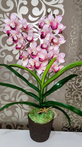 Cymbidium orchidea 2 szálas -magenta,pöttyös