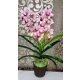 Cymbidium orchidea 2 szálas -magenta,pöttyös