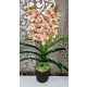 Cymbidium orchidea 2 szálas -paszelsárga, barna középpel