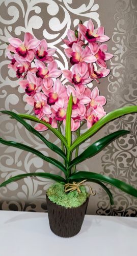 Cymbidium orchidea 2 szálas -rózsaszín