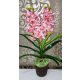 Cymbidium orchidea 2 szálas -rózsaszín,halvány barnás középpel