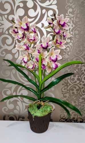 Cymbidium orchidea 2 szálas -halvány sárga,lila középpel