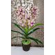 Cymbidium orchidea 2 szálas -halvány sárga,lila középpel