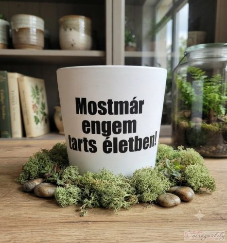Üzenet ültető