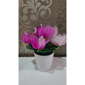 Ciklámen harisnyából