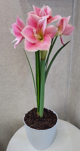  Rózsaszín Amaryllis – Csodás Virágpompában