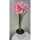  Rózsaszín Amaryllis – Csodás Virágpompában